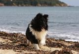 SHETLAND 801